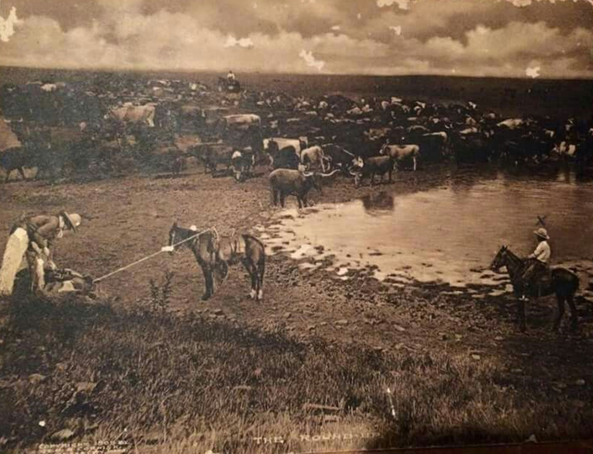 Cattle Drive Near Mason in 1901