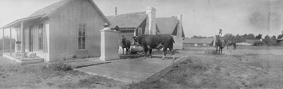 Cowboy Weighing a Bull