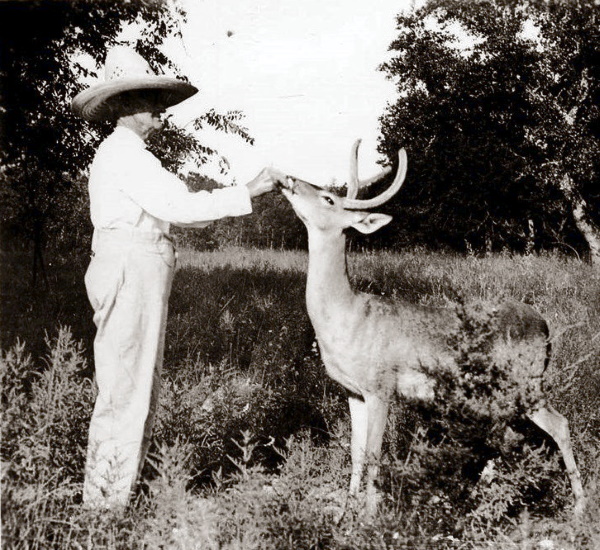 Dr. Pinson Feeding His Pet Deer in Kerrville in 1930's