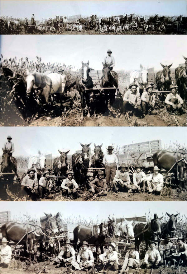 Childress Farmers Help Sick Neighbor with Harvest in 1914