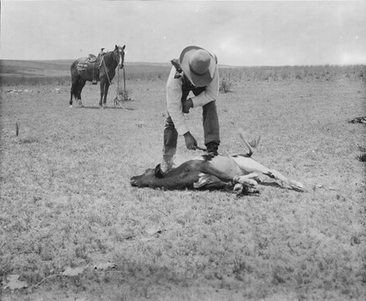 Harry Campbell Branding a Calf