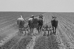 Horse-drawn plowing in Childress County Tx 1938