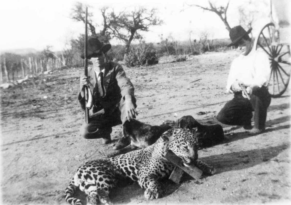 Jaguar Killed near London Texas