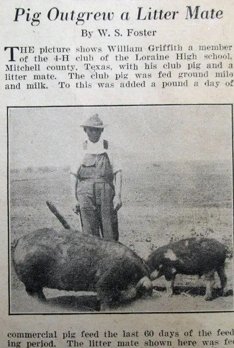 Pig Outgrew a Litter Mate