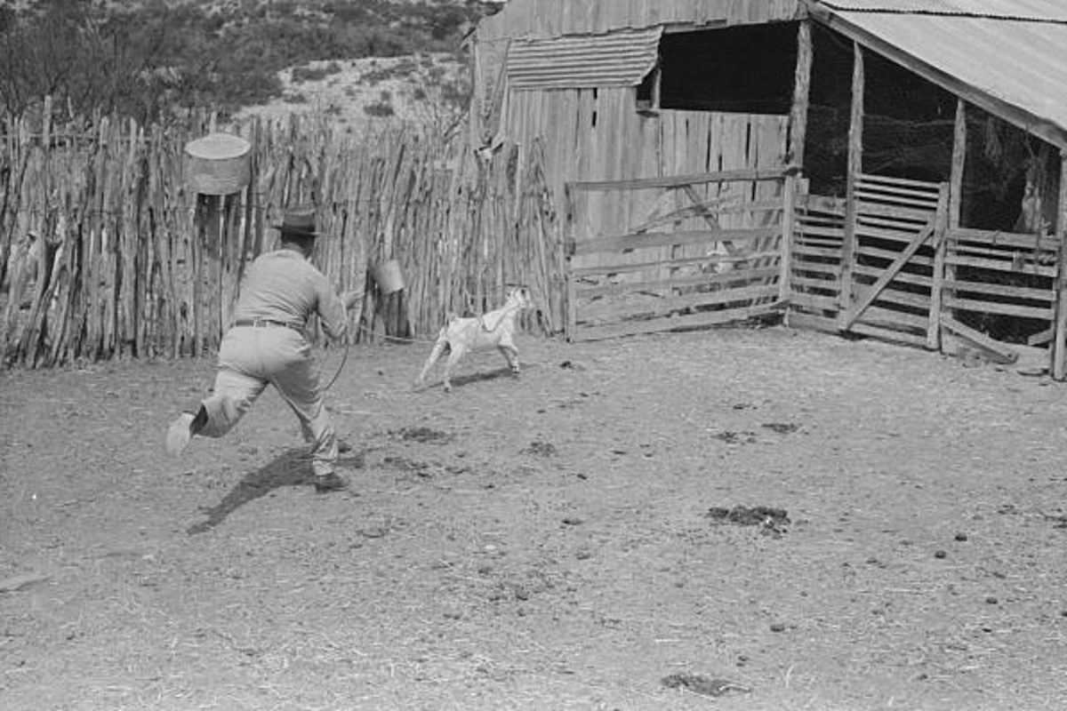 Roaping a Goat